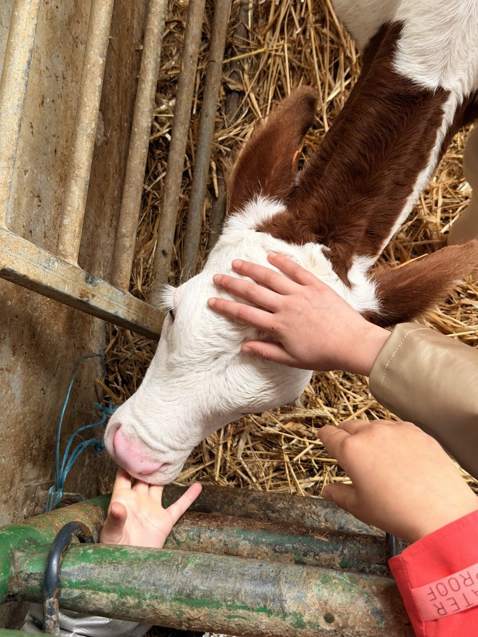 CE1 B Jour 2 :&nbsp;Course d’orientation & visite de la ferme